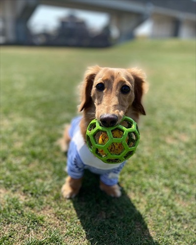 犬のカウちゃん