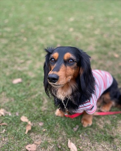 犬のコナちゃん