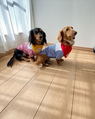 ボーダーのウェアを着たコナ