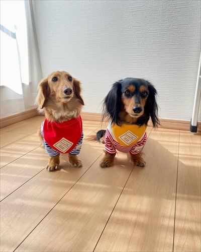 春らしくてかわいい犬