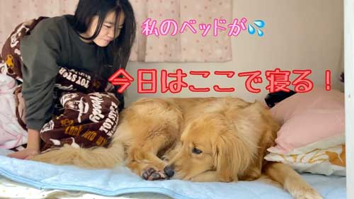 大好き 姉 一緒に寝たい わがまま 大型犬 ゴールデンレトリバー 添い寝 ベッド
