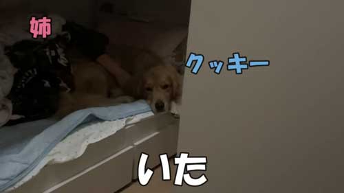 大好き 姉 一緒に寝たい わがまま 大型犬 ゴールデンレトリバー 添い寝 ベッド