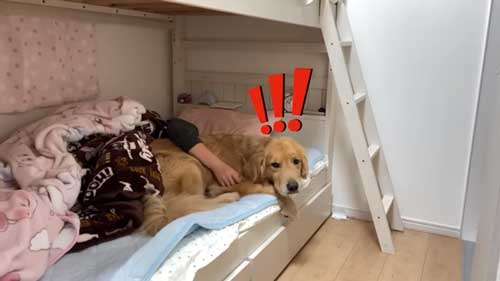 大好き 姉 一緒に寝たい わがまま 大型犬 ゴールデンレトリバー 添い寝 ベッド