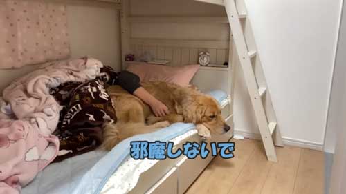 大好き 姉 一緒に寝たい わがまま 大型犬 ゴールデンレトリバー 添い寝 ベッド
