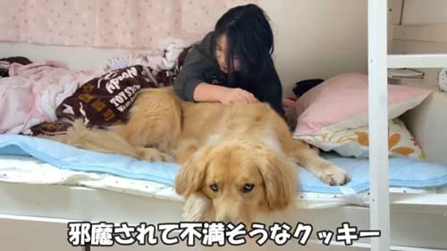 大好き 姉 一緒に寝たい わがまま 大型犬 ゴールデンレトリバー 添い寝 ベッド