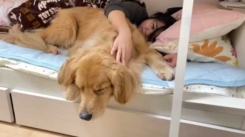 大好き 姉 一緒に寝たい わがまま 大型犬 ゴールデンレトリバー 添い寝 ベッド