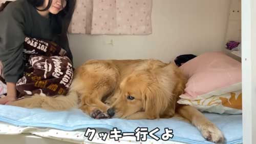 大好き 姉 一緒に寝たい わがまま 大型犬 ゴールデンレトリバー 添い寝 ベッド