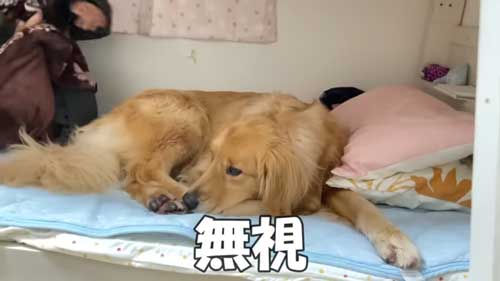 大好き 姉 一緒に寝たい わがまま 大型犬 ゴールデンレトリバー 添い寝 ベッド