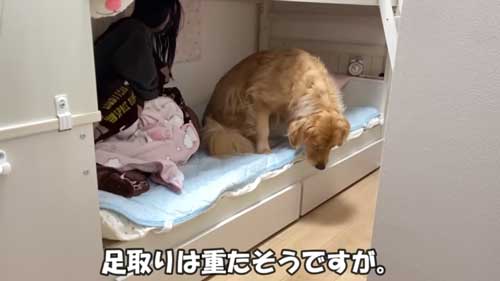 大好き 姉 一緒に寝たい わがまま 大型犬 ゴールデンレトリバー 添い寝 ベッド