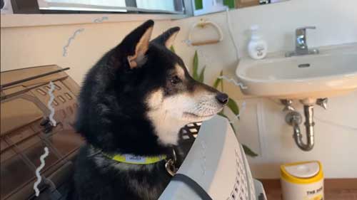 ワクチンを頑張る黒柴犬