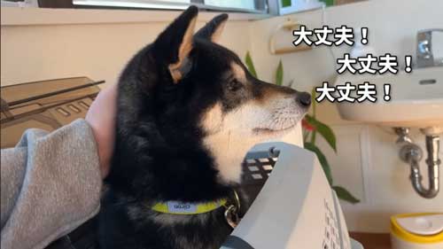 ワクチンを頑張る黒柴犬
