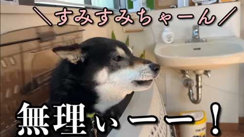 ワクチンを頑張る黒柴犬