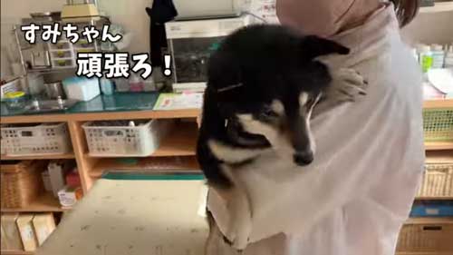 ワクチンを頑張る黒柴犬