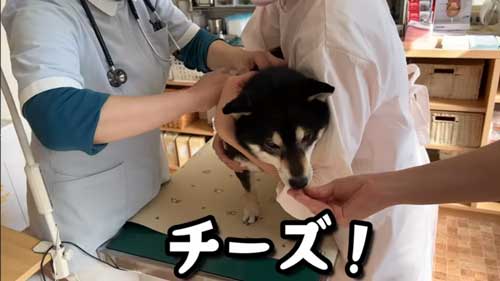 ワクチンを頑張る黒柴犬