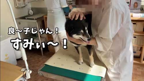 ワクチンを頑張る黒柴犬