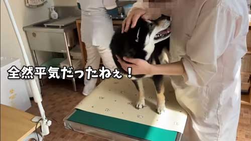 ワクチンを頑張る黒柴犬