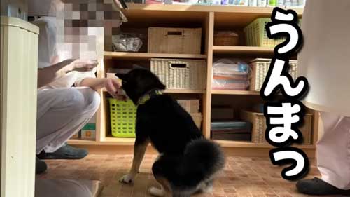 ワクチンを頑張る黒柴犬