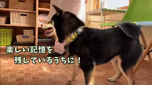 ワクチンを頑張る黒柴犬