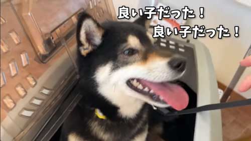 ワクチンを頑張る黒柴犬