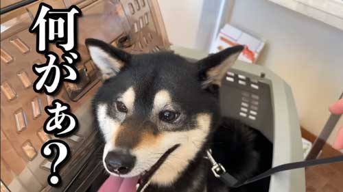 ワクチンを頑張る黒柴犬