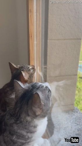 「Cat Sisters With A Synchronized Swivel Routine || ViralHog」