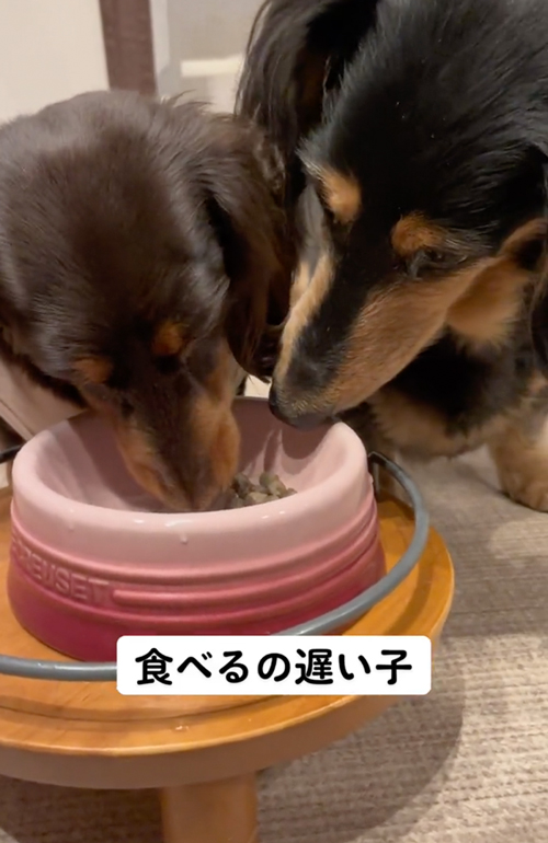 ごはんを守るワンコと狙うワンコ