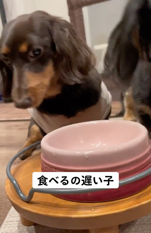 ごはんを守るワンコと狙うワンコ