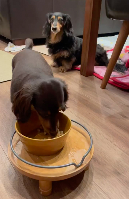 ごはん取られちゃった