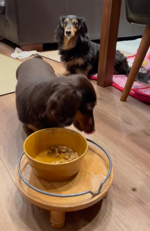 ごはん取られちゃった