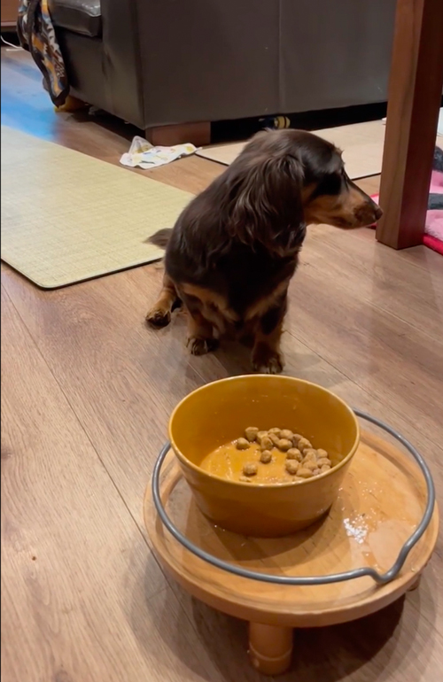 ごはん取られちゃった