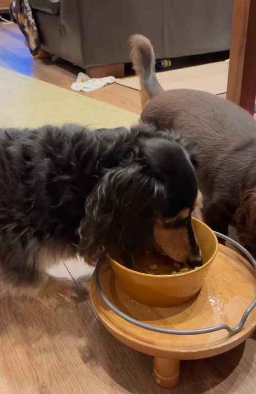 ごはん取られちゃった