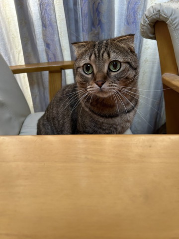 ごはん待ってそうな猫