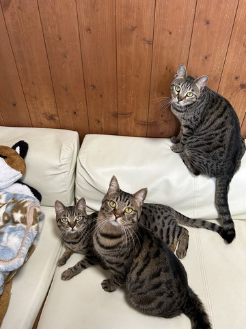ソファに猫3匹