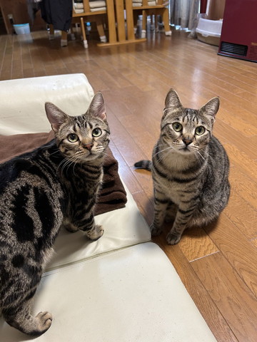 ソファにいる猫とお座りする猫