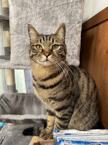 タワーバックにキリッとする猫