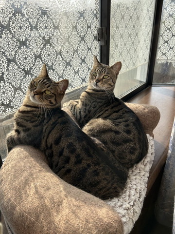 同じポーズで日向ぼっこする猫2匹