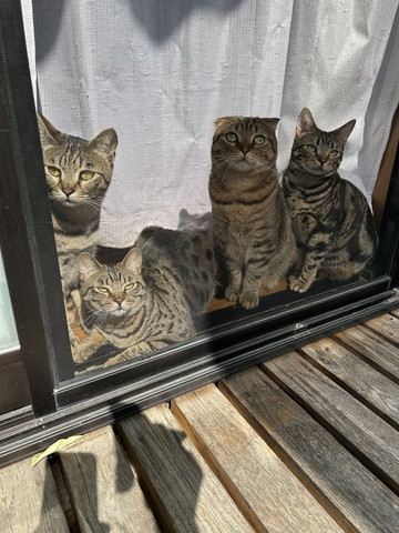 窓からのぞく猫たち