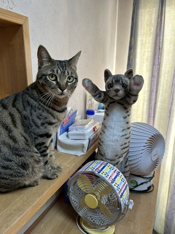 猫とぬいぐるみ