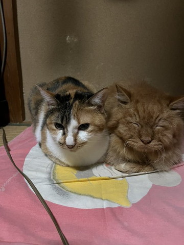 三毛猫と香箱座り猫にっこり