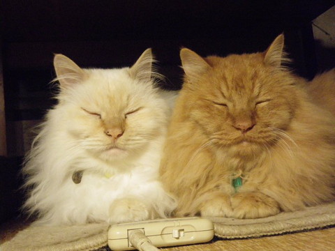 クリーム猫と茶猫にっこり