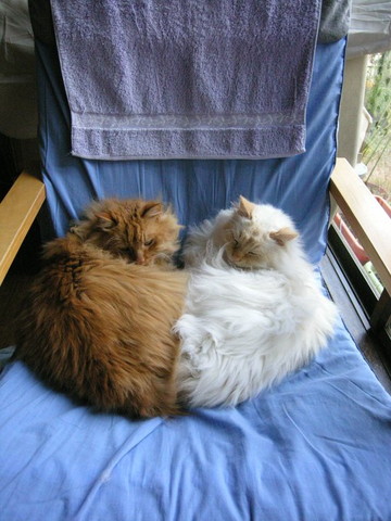 クリーム猫と茶猫お尻くっつけてる