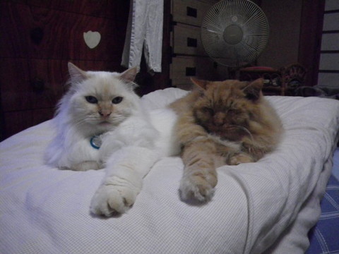 クリーム猫と茶猫お手てシンクロ