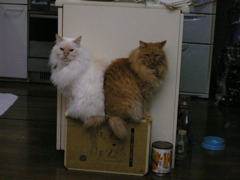 クリーム猫と茶猫背中くっつけてる