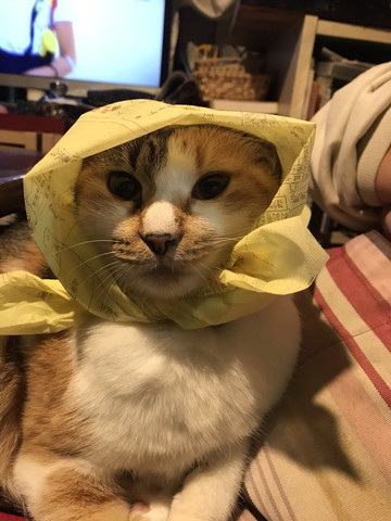 何かをかぶった猫