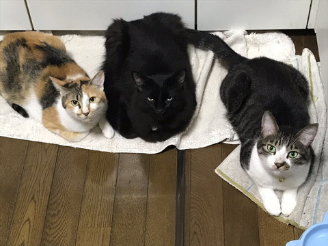 タオルの上3ニャン