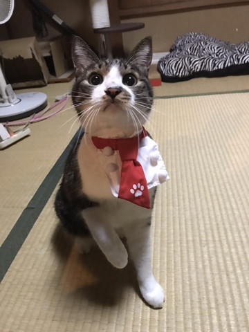 片方の前足あげてる猫ちゃん