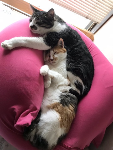 クッションで寝る2匹