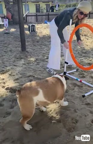 乗り気じゃないワンコ