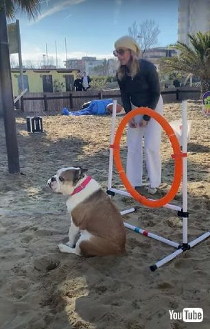 乗り気じゃないワンコ