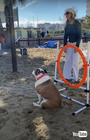 乗り気じゃないワンコ